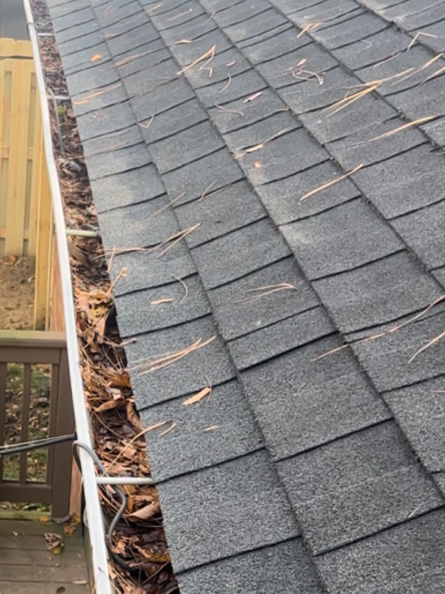 Roof gutter packed with leaves and pine needles before cleaning